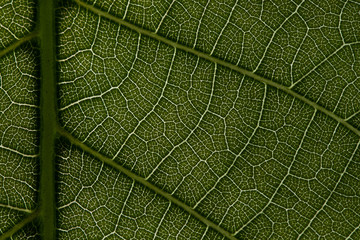 Fototapeta na wymiar Leaf Macro Details 2