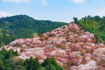 奈良の春の風景　満開の桜　吉野　奈良　日本