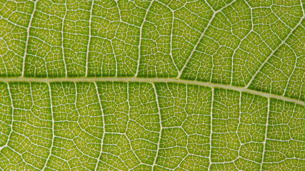 Leaf Macro Details 1