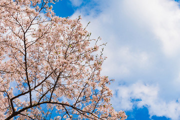 奈良の春の風景　満開の桜　吉野　奈良　日本