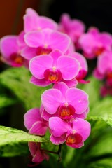 Fototapeta na wymiar Beautiful orchid flower in tropical garden