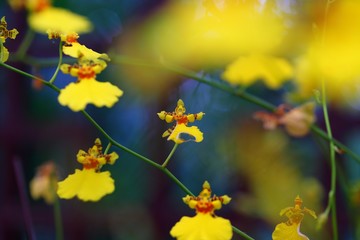 Beautiful orchid flower in tropical garden