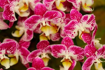 Beautiful orchid flower in tropical garden