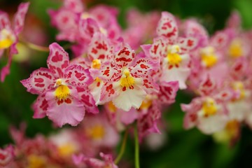 Beautiful orchid flower in tropical garden