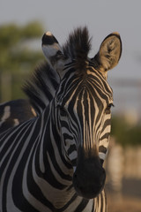 zebra athens zoo