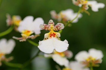 Beautiful orchid flower in tropical garden
