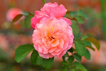 Beautiful Rose flower in the garden
