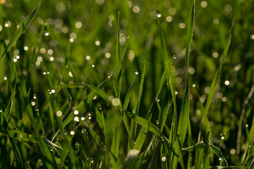drop of spring dew in the morning