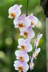 Naklejka na ściany i meble Rare lilac orchid close up view. Landscape.