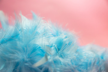 soft and blur style selective focus Pastel blue turquoise colored of chicken feathers on pink background, copy space