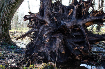 Fallen trees during a thunderstorm. The root system of a tree