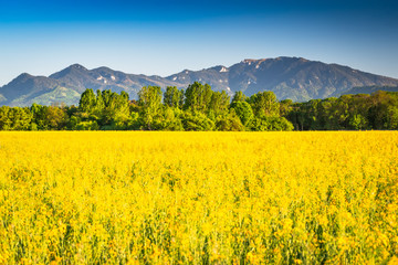 Rapeseed field in mountain landscape