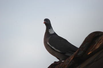Pigeon sur toit