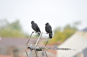 étourneaux sur une antenne © Bertrand photos