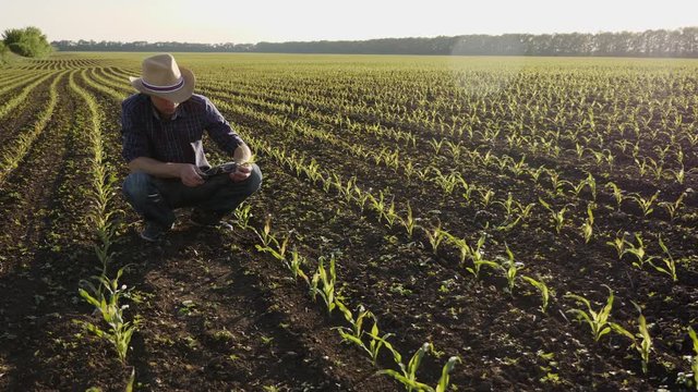 Farmer on the field examines corn sprouts in spring. The man dug up a sprout of corn. A man holds sprouts of corn in his hand