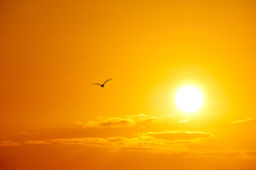 Möwe seagull Nordsee meer loung Sonnenuntergang lounge Milchbar