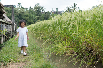 toddler walking in a paddy rice field