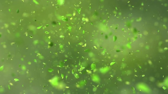 Exploding green tea leafs in 4K