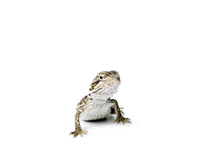 Agama. Baby Bearded Dragon on white background.