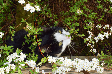 A black cat with white spots hides in the flowering bushes of a spring garden.