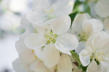 Naklejka na ściany i meble White apple blossom flowers in spring garden. Soft selective focus. Floral natural background spring time season.