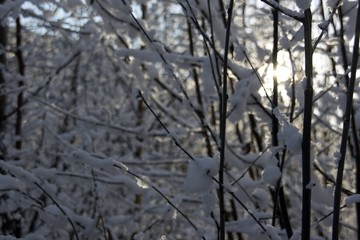 winterwald