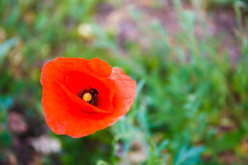 Fototapeta premium Red poppy flower outdoor
