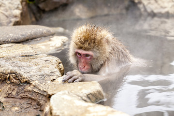 Cute japanese snow monkey looking at his paw and sitting in a hot spring. Nagano Prefecture, Japan.