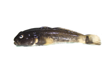 Fototapeta premium fish isolated on white background