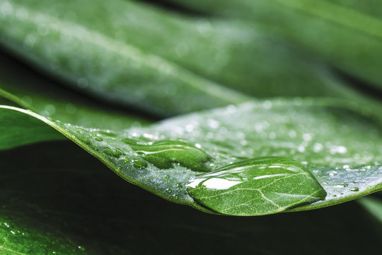 Macro water drop of dew on Monstera deliciosa or Swiss cheese plant Tropical leaves with copy space