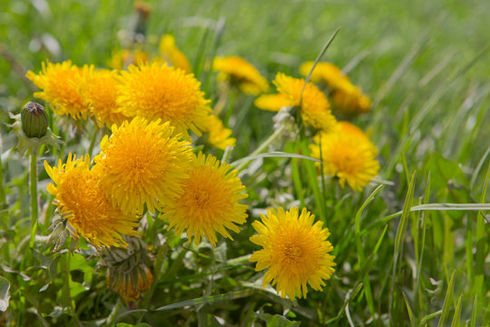 Fototapeta Close up flowers yellow dandelions.