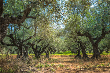 group of old olive trees