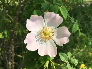 Heckenrosenblüte Rosa corymbifera