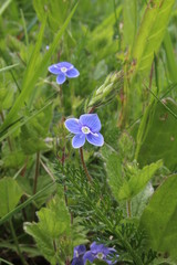 V&eacute;ronique petit-ch&ecirc;ne (Veronica chamaedrys L.)