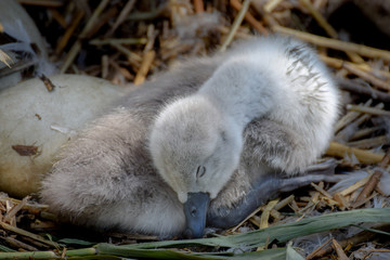 Cygnet baby swan