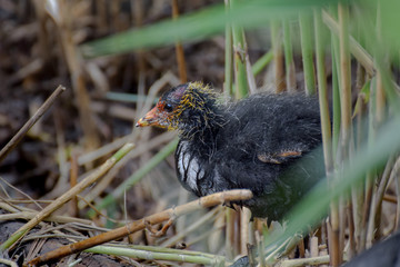 Baby coot
