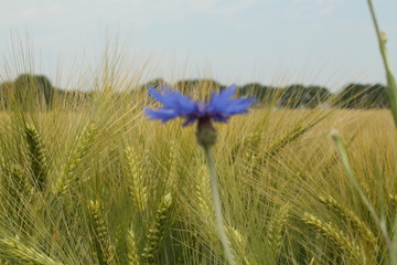 Kornblume
