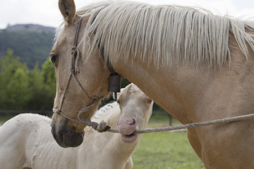Cremello foal (or albino) is biting a rope	