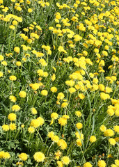 background of yellow dandelions flowers