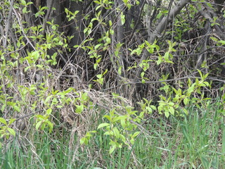 почки, и весенние листья