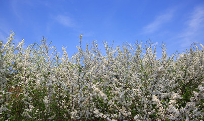 Blossoming shrubs isolated on blue sky.