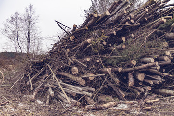 Obraz premium A huge heap of felled trees. The concept of ecology and nature protection
