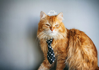 serious red cat in tie