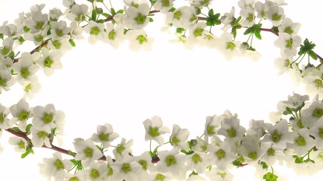 &ldquo;Flower Ring&rdquo; Images – Browse 909 Stock Photos, Vectors, and Video