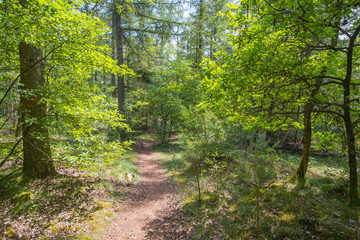 Path in a forest in sunlight in spring 
