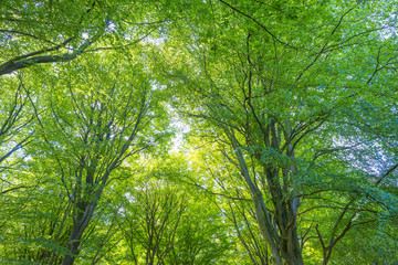 Path in a forest in sunlight in spring 
