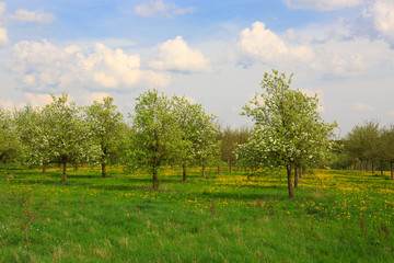 Fototapeta na wymiar Blossom apple trees and blue sky.