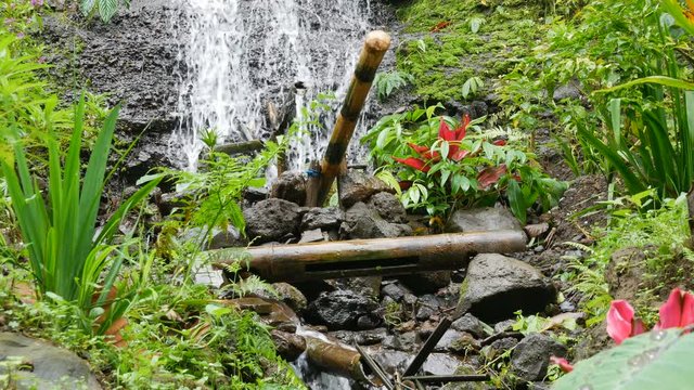 Bamboo Shishi-odoshi fills with water from a small waterfall in the jungles of Bali and clanks down onto a bamboo shaft.
