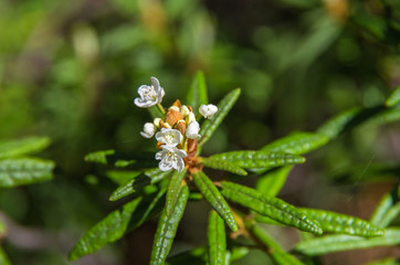 Blooming Labrador Tea. Ledum, Wild rosemary