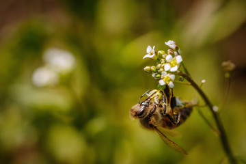 Bee on a white flower collecting pollen and gathering nectar to produce honey in the hive with copy space